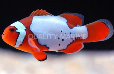 Snow Onyx Clownfish :: 14089