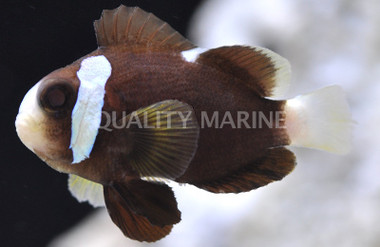 McCullochi Clownfish
