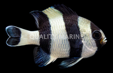 4 Stripe Damselfish