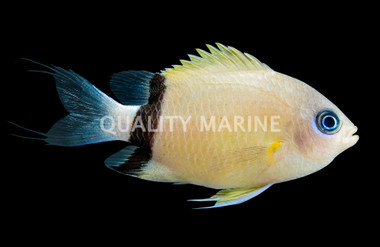 Black Bar Chromis