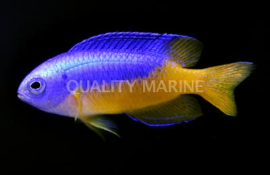 Gold Belly Damselfish :: 15014