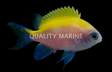 Sunshine Chromis