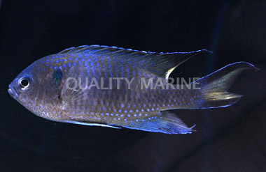 Coral Demoiselle Damselfish :: 15028