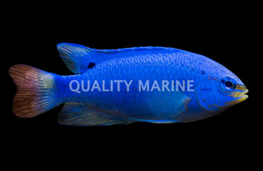 Blue Devil Damselfish, Male