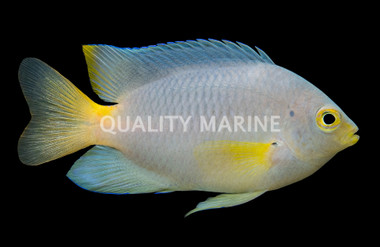 Yellowtail Damselfish :: 15064