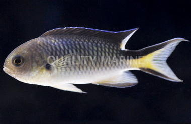 Richardson's Reef's Damselfish :: 15083