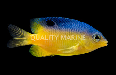 Beaubrummel Damselfish