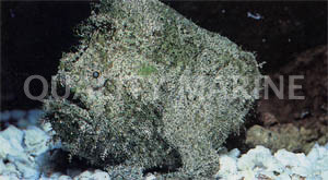 Frogfish :: 10515