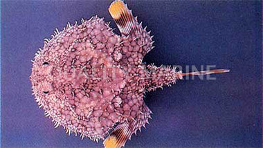 Pancake Batfish :: 10519