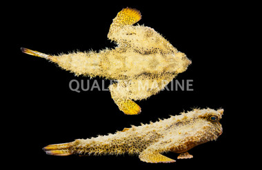 Longnose Batfish