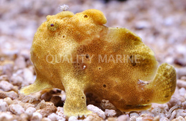 Pictus Anglerfish, Sun Drop :: 10528