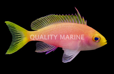 Resplendent Anthias, Female