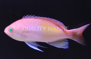 Red Fairy Anthias :: 11044