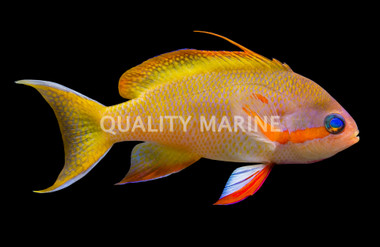 Hutchi Anthias