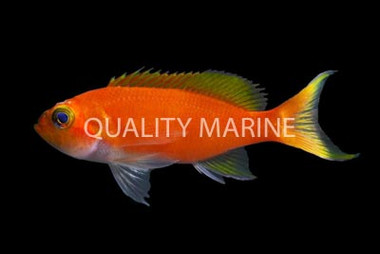 Hutomo's Anthias :: 11056