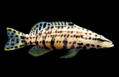 Harlequin Basslet