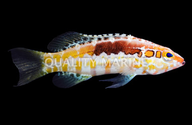 Orangeback Basslet