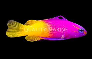 Royal Gramma Basslet