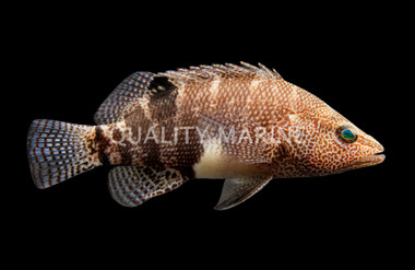 Belted Sandfish