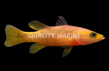 Yellowtail Reef Basslet