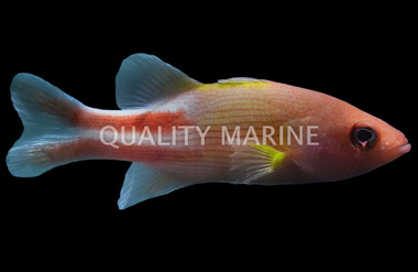 Many Lined Basslet