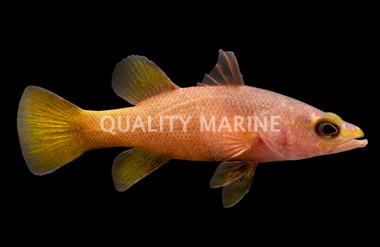 Pin Stripe Reef Basslet