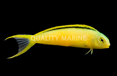 Green Canary Blenny