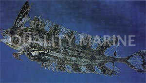 Southern Crested Weedfish :: 12505
