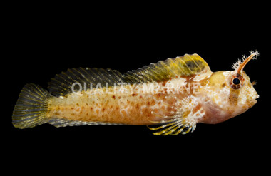 Horned Blenny :: 12512
