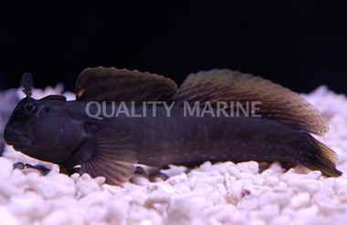 Rippled Rockskipper Blenny :: 12561