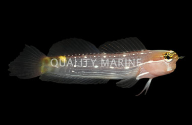 Pictus Blenny