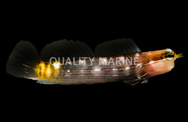 Pictus Blenny