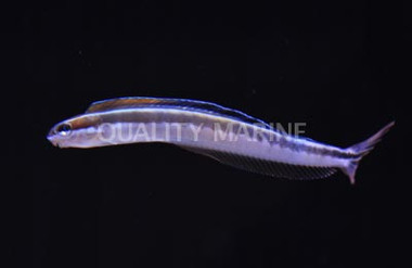 Sabortooth Blenny :: 12594