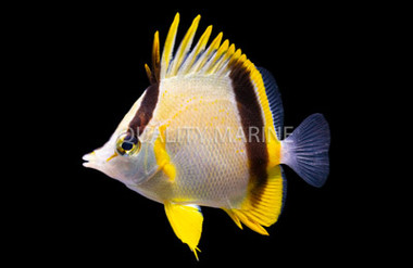 Marcella Butterflyfish :: 13002