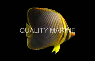 Red Sea Eritean Butterflyfish :: 13061