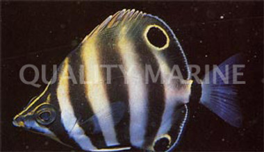 Moon Lighter Sea Chub :: 13118