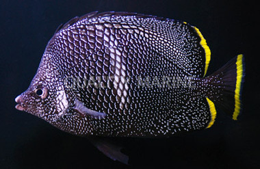 Wrought Iron Butterflyfish :: 13125