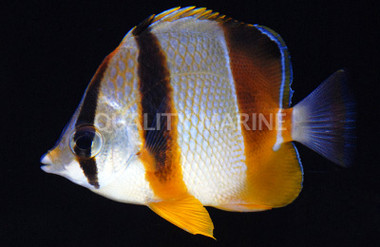 Three Banded Butterflyfish :: 13131