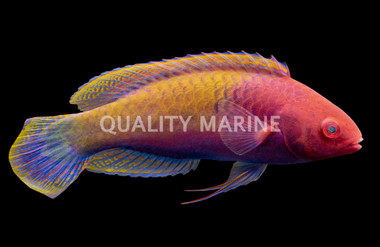 Ruby Head Fairy Wrasse