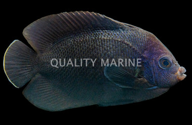 Black Nox Angelfish