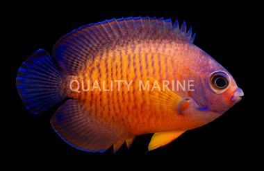 Coral Beauty Angelfish