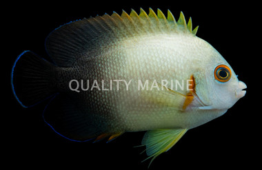 Half Black Angelfish