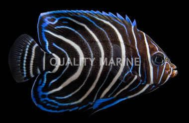 Koran Angelfish, Juvenile