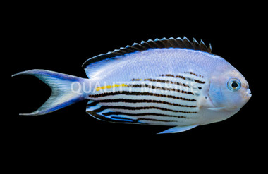 Watanabei Angelfish, Male