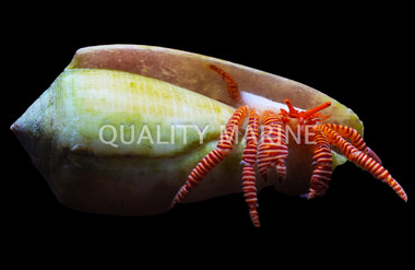 Halloween Hermit Crab :: 52517