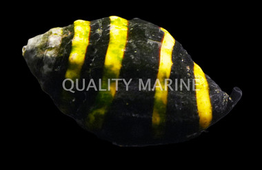 Bumble Bee Snail :: 57029