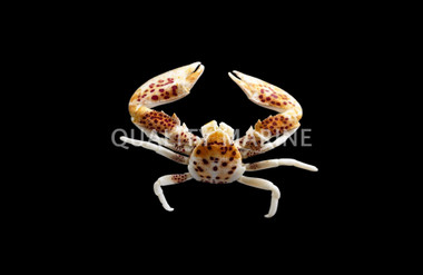 Anemone Crab :: 52502