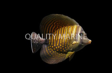 Desjardini Sailfin Tang :: 31598