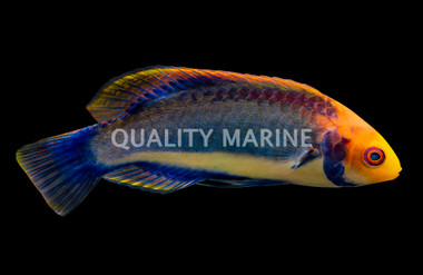 Red Eye Solorensis Fairy Wrasse