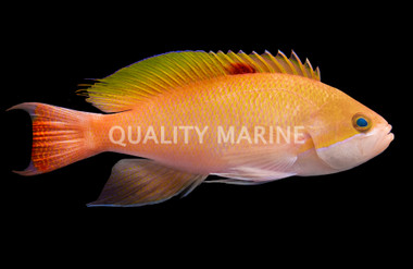 Stocky Anthias, Male